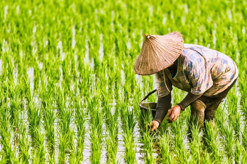 Sawah
