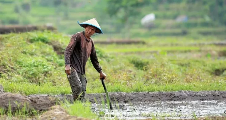 Golongan Petani Tua di Pertanian