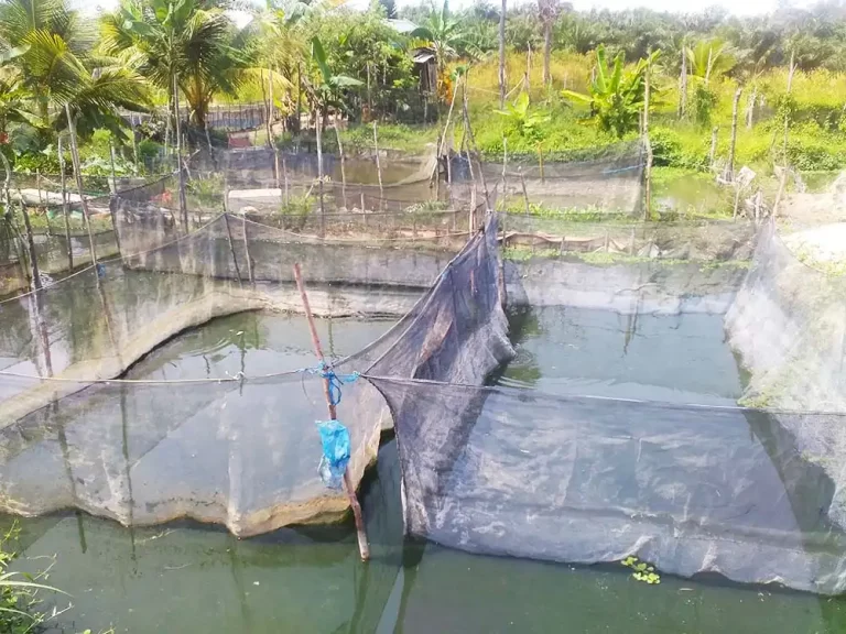 Penggunaan-Jaring-Untuk-Sekat-Kolam-Ikan